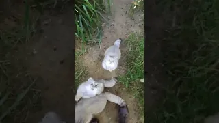 Pallas's cat feeding frenzy