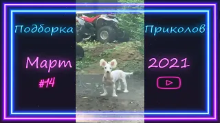 Подборка приколов за неделю Март 2021 #14 - Funny videos of the week March 2021 #14