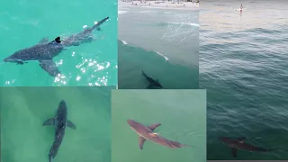 Best Great White Shark Drone Footage of 2021 (Part 2)