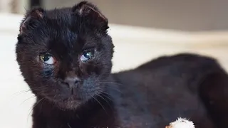 Meet Courage, The Brave And Beautiful Cat Who Survived Unspeakable Cruelty