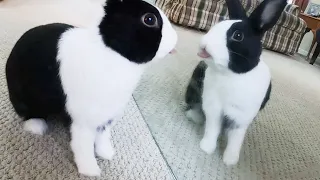 Rabbit sees himself in a mirror for the first time