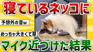 【2ch動物スレ】爆睡中のネッコにマイク近づけた結果ｗｗｗ