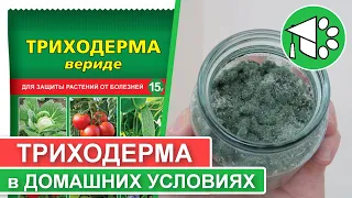 Триходерма: выращивание в домашних условиях | Биопрепараты для сада и огорода своими руками