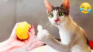 1 Hour Of Funniest Animals 😅 New Funny Cats and Dogs Videos 😸🐶 Part 8