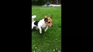 Dog doing the running man challenge