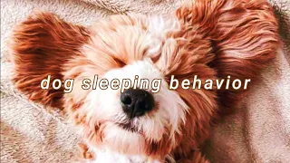 Dog Sleeping Behavior NORMAL BA ITO SA ASO?