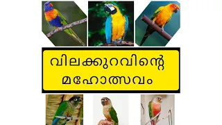 1000 മുതൽ ലക്ഷങ്ങൾ വരെ വിലയുള്ള വർണ്ണപ്പക്ഷികൾ വീഡിയോ മുഴുവനായികാണു 9539212734