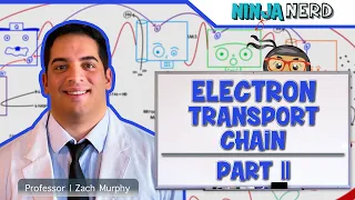 Metabolism | Electron Transport Chain: DETAILED | Part 2