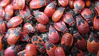 Veränderungen in sachsens Natur durch das gehäufte Auftreten der Frühsommertrockenheit.