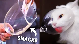 Cats vs Wine Glass Compilation