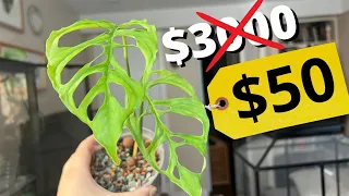 Stop buying rare plants