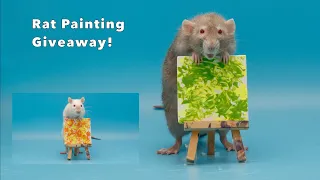 How to Enter my Rat Painting Giveaway!