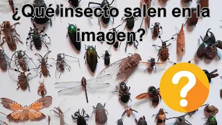 ¿Puedes Adivinar Qué Insecto es? ¡Desafío de Identificación de Insectos!