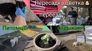 Влог 230 Мне подарили цветочек - наконец-то переезжаем ))))