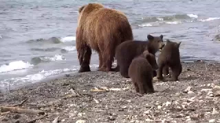 Bärenmutter mit drei diesjährigen Jungen , beim Fischen , im Kurilensee  ©