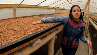 This Is How Colombian Coffee Beans Are Processed 🇨🇴 ~433