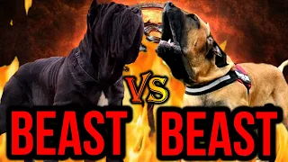 Neapolitan Mastiff vs Fila Brasileiro | Fila Brasileiro vs Neapolitan Mastiff |  Billa Boyka |