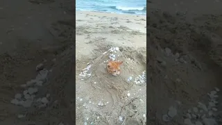 Cute Cat Buried Under Sand In The Beach 😂