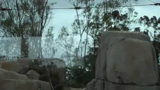 San Diego Zoo - Condor 2