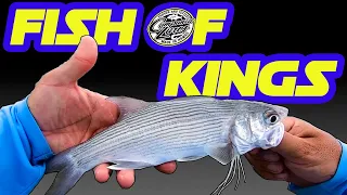 Rare Fish in Hawaii | Moi Fishing | Whipping Fishing | Fishing in Hawaii | Hawaii Fishing | Honolulu