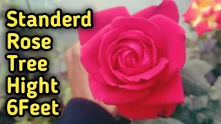 How to make a Standard Rose plant || First Step to make Standerd Rose Tree || Part 1