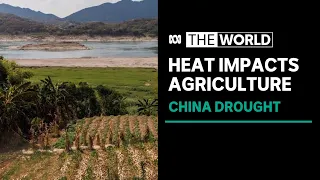 China heatwave, drought affecting large swathes of farmland and crops | The World