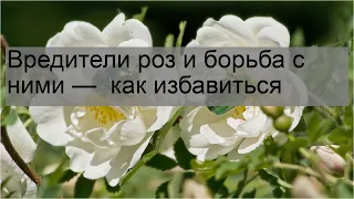 Вредители роз и борьба с ними —  как избавиться