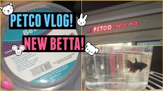 GETTING MY NEW BETTA!! VLOG