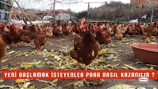 200 TAVUK AYDA KAÇ PARA KAZANDIRIR ? ~ YUMURTA TAVUKÇULUĞU