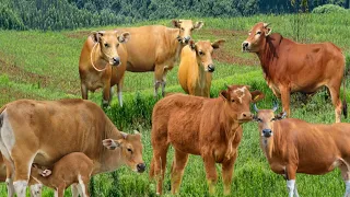 sapi'jinak, lembu lucu  berkeliaran di ladang lagi cari makan bersama teman teman nya,#68