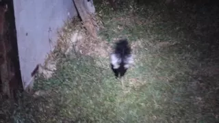 baby skunk foraging