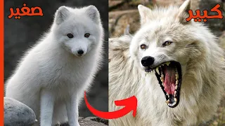هكذا يبدوا الذئب الطيف عندما يكبر! | الحيوانات وهي صغيره وهي كبيره