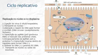 Virologia - Estratégias de Replicação Genética dos Virus - Aula 3
