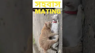 Cat Mating with his girl friend funny cats #shorts