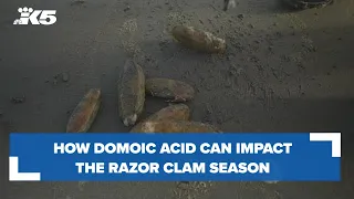 Domoic acid: How the toxin can impact Washington's razor clam season