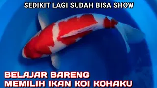 MEMILIH IKAN KOI KOHAKU UNTUK PERSIAPAN SHOW | VERSI SIE KOI FARM