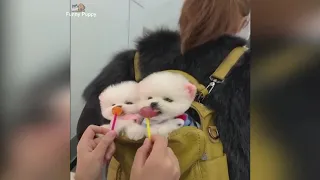 Mini Pomeranian 🔴 Funny and Cute Pomeranian Videos #Funny Puppy Tik Tok Pets Videos 2020