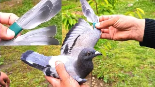 Как посадить голубя на резки изолентой/How to squeeze a pigeon wing with electrical tape