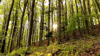 ASMR || SLOVAKIA 🎧 Krásne zvuky prírody, vietor, spev vtákov, relax
