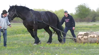 Probe de tracțiune cu calul lui Cristi de la Marginea - Suceava 2022