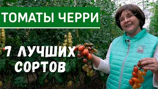 Самые лучшие томаты черри. Томаты черри для открытого грунта и теплиц. Лучшие сорта и гибриды черри.