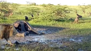 Male lion intimidates a big hyena clan