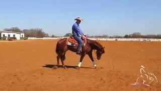 Reining Training - Fundamentals to Reining