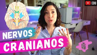 ANATOMIA do NERVOS CRANIANOS! | Anatomia etc