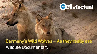 Germany's Wild Wolves: As they really are | Full Documentary