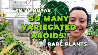 Aroid Greenhouse Tour at Perfect Choice Nursery | Rare Aroids & Hoyas Plant Shop Tour