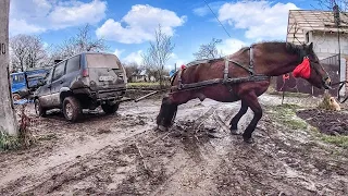ЖАХ, КІНЬ РОЗІРВАВ ДЖИПА/КОНІ ВАГОВОЗИ/horses in Ukraine/horse vs jeep