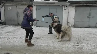 Кавказская овчарка Тверская Жемчужина Еныш Шохрат, 7 лет, работа по защите