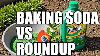 Game-Changing Experiment: Baking Soda vs Roundup