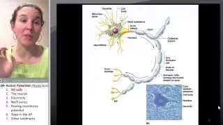 Action Potential 1- NS cells